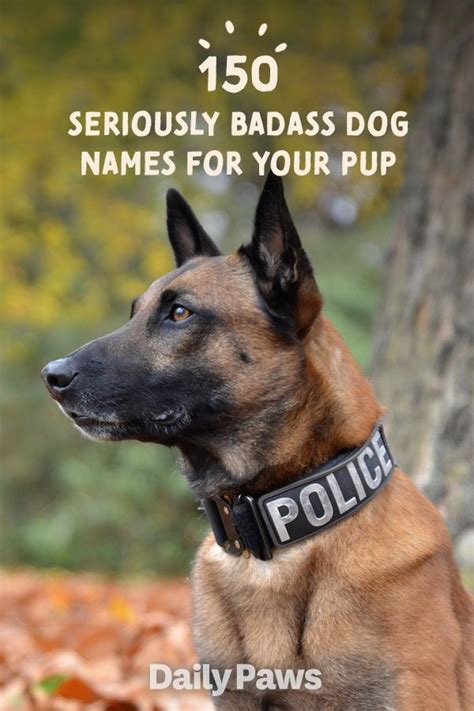 150 of the Most Badass Dog Names Youve Ever。